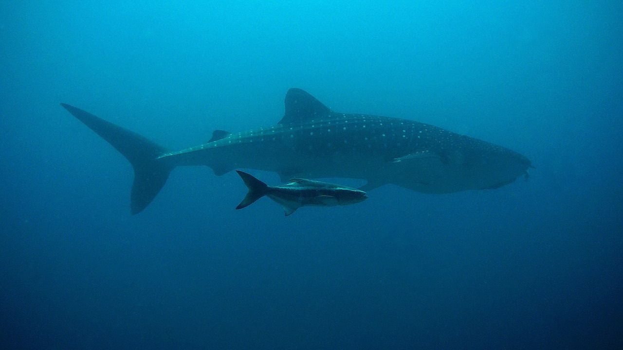 Squalo balena con piccolo