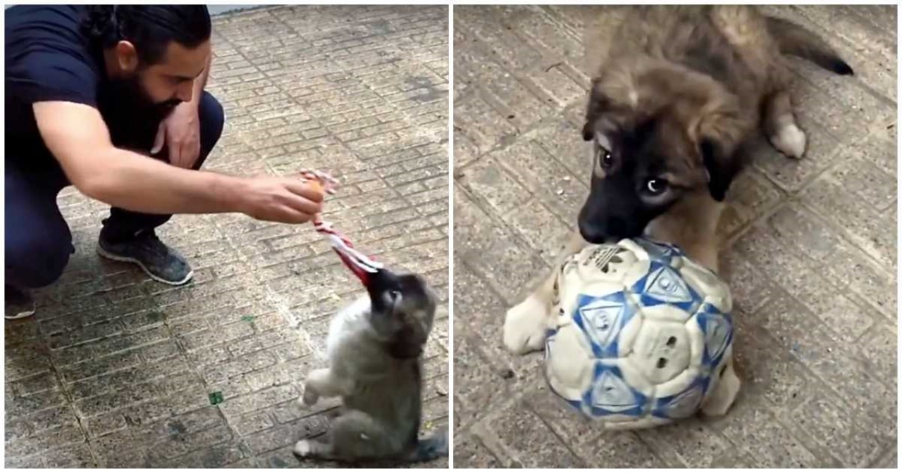 Cucciolo randagio salvato da un uomo