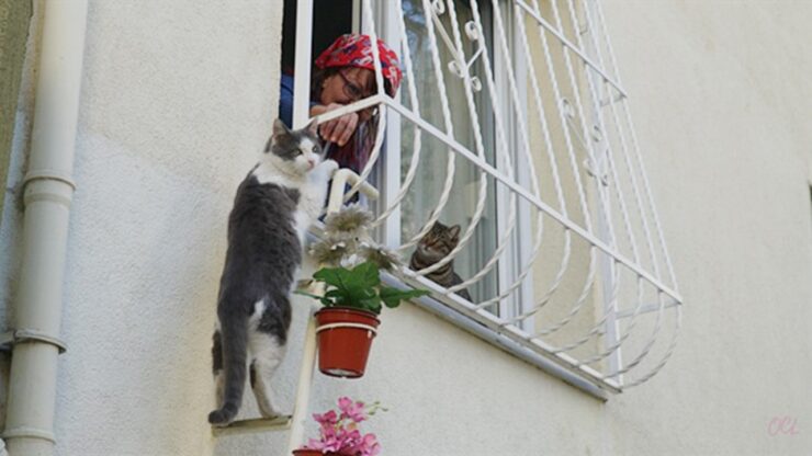 Donna costruisce una scaletta per i gatti randagi