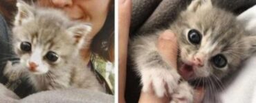 Donna salva un gattino randagio dalla strada