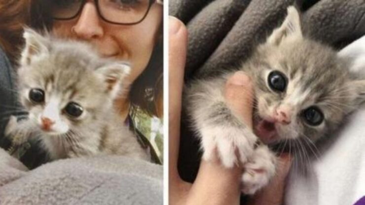 Donna salva un gattino randagio dalla strada
