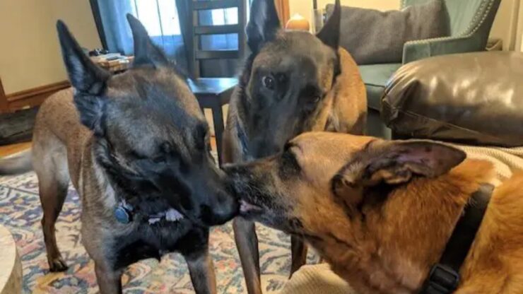 Due Pastore Belga Malinois piangono per il fratello