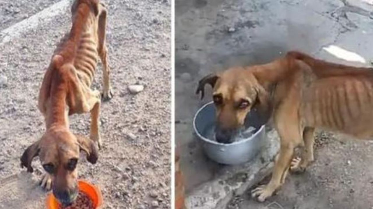 un cane di nome Fito