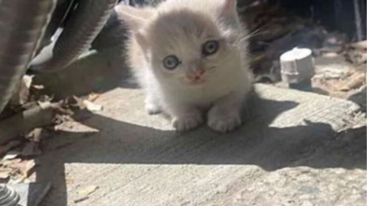 un gattino bianco