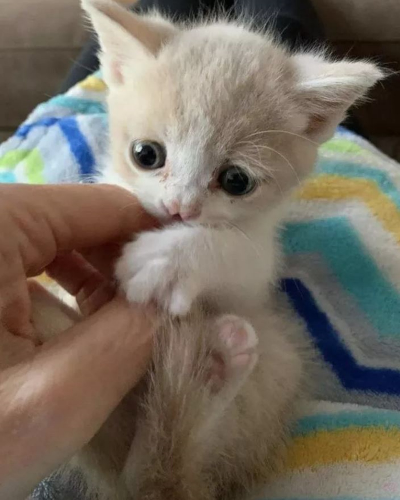 un gattino di nome Frito