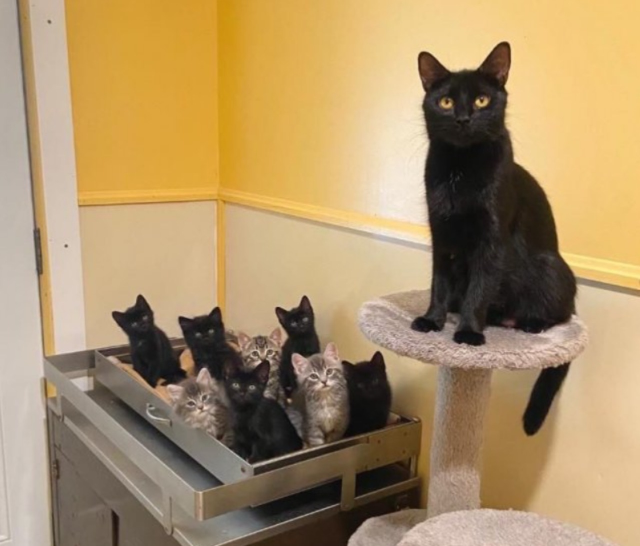 Gatta partorisce 8 piccoli in rifugio