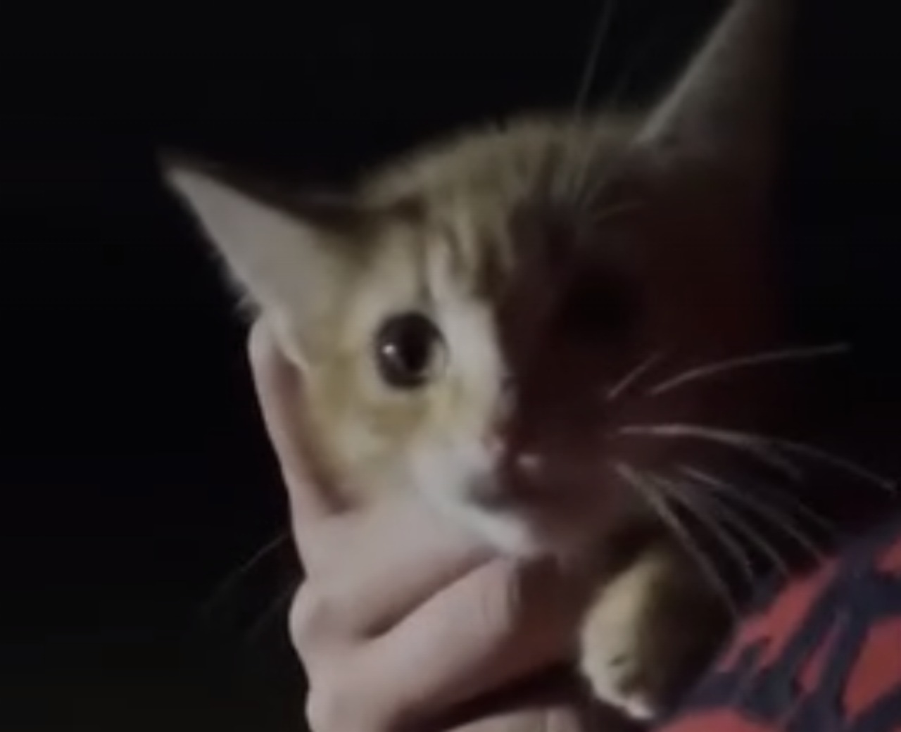 Gattino trova presto una famiglia dopo aver perso la sua mamma