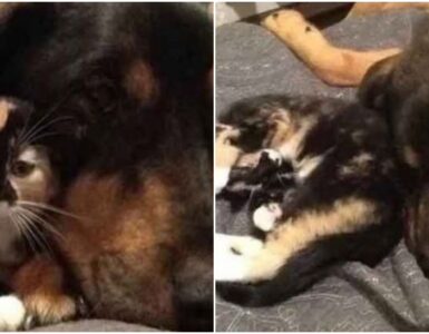 Gatto piange per la perdita del suo compagno canino