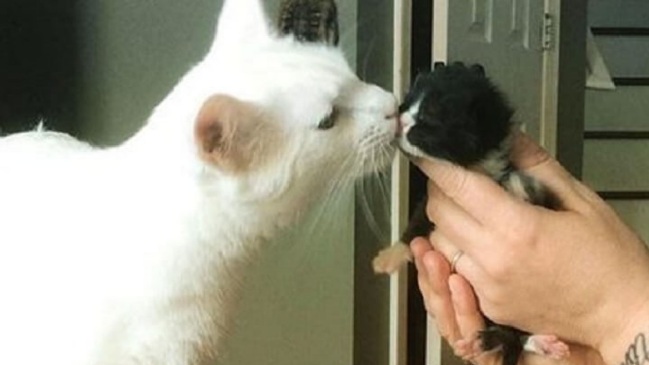 Gatto si prende cura dei gattini orfani