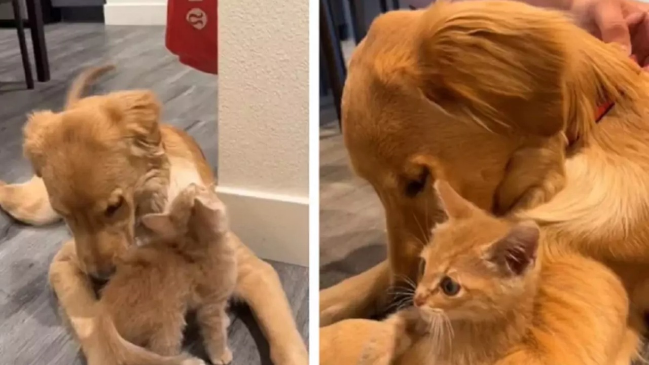 Golden Retriever ama il gattino