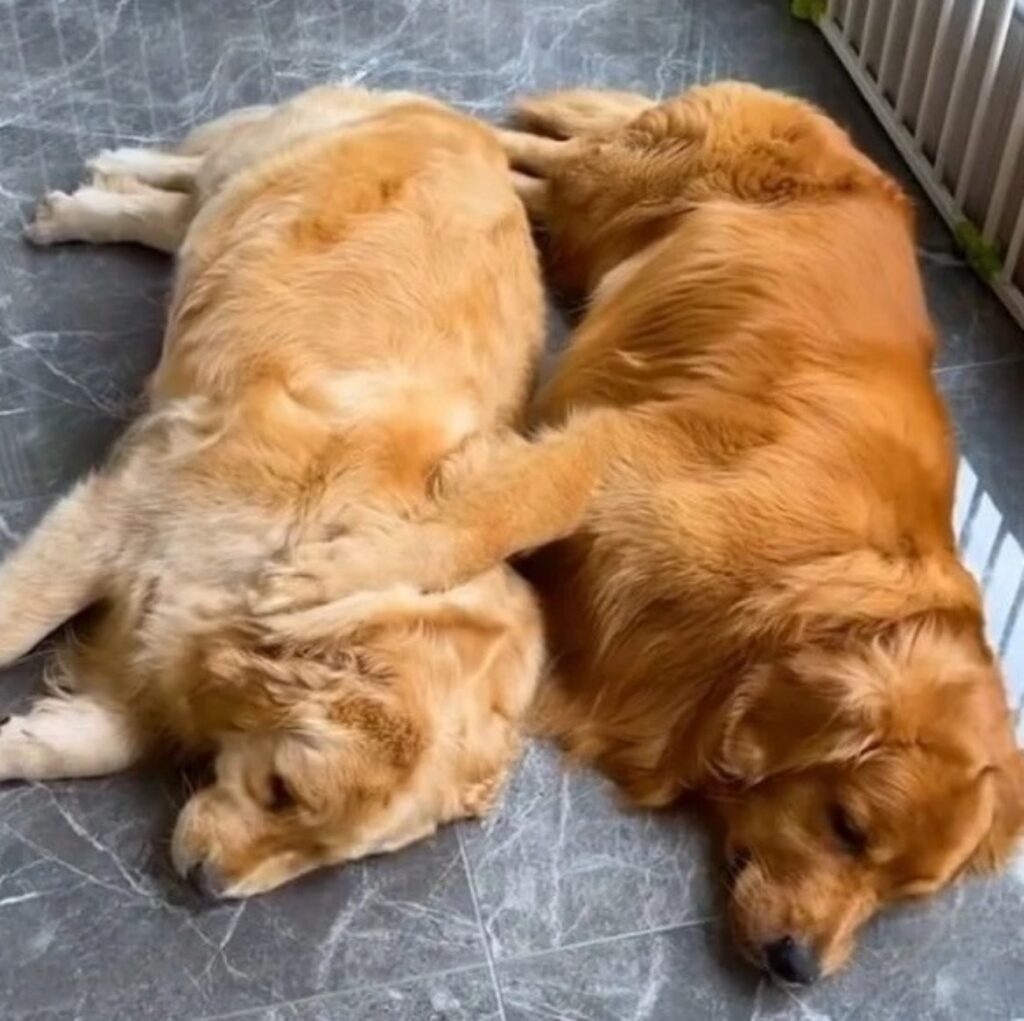 cani che dormono