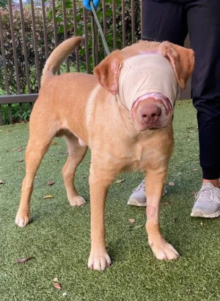 Il cagnolino è stato curato