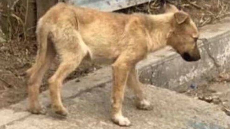 Questo povero cane era solo e abbandonato