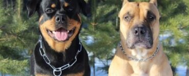 Rottweiler e Labrador