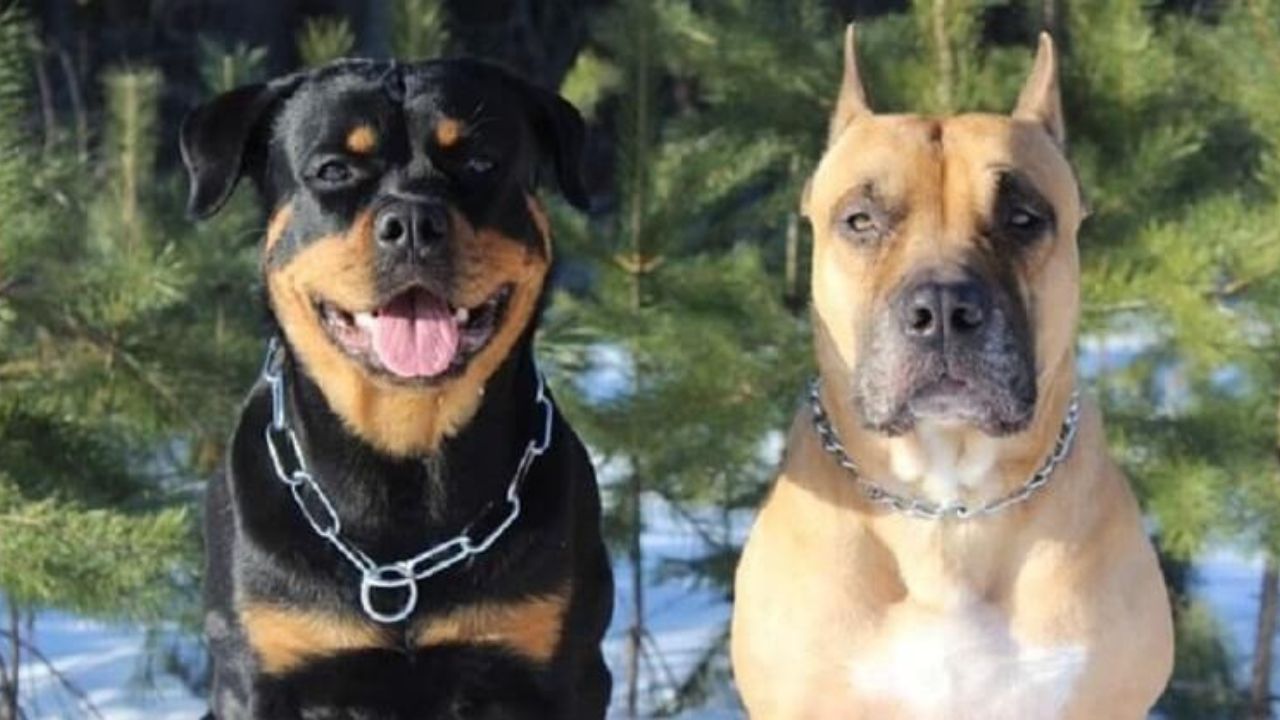 Rottweiler e Labrador