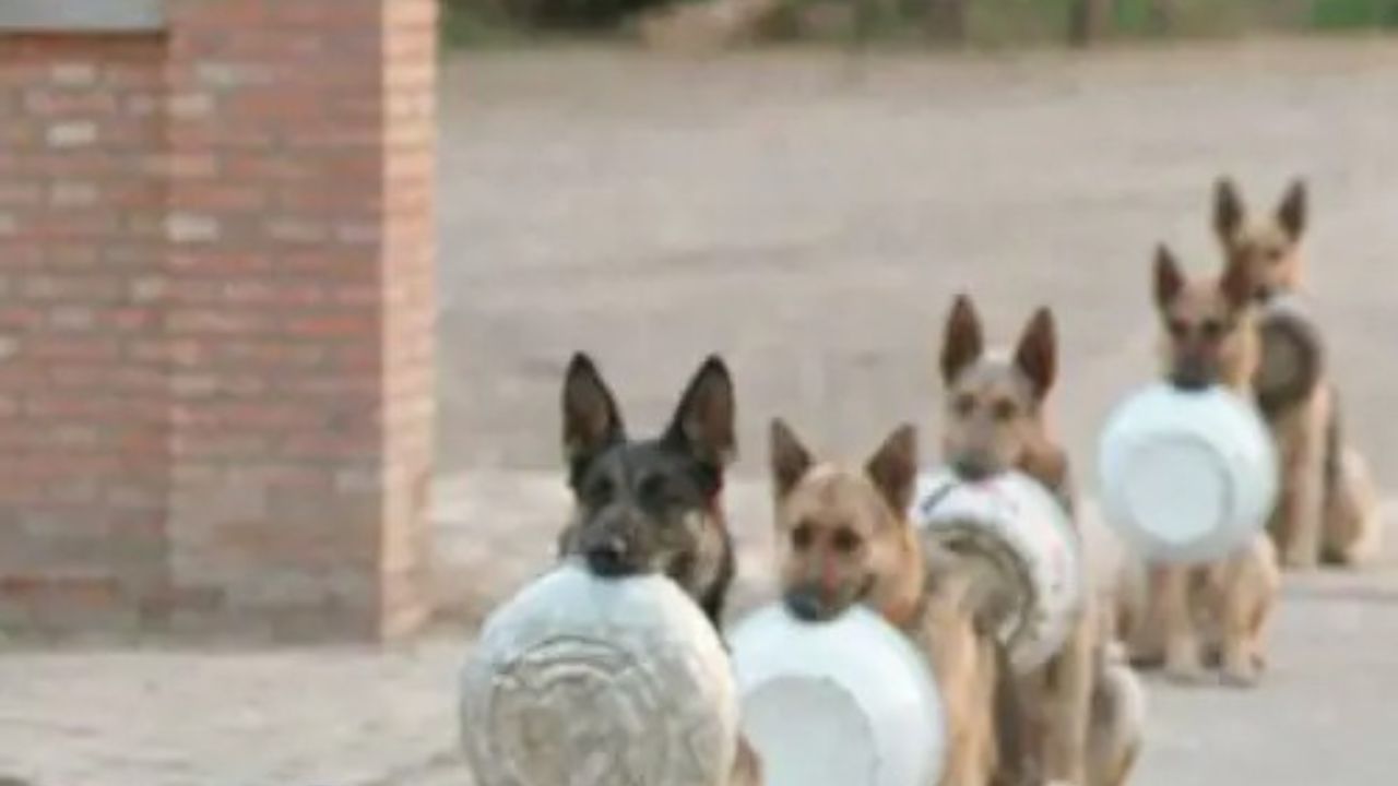 Cani attendono in fila