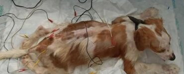 Cagnolina al pronto soccorso