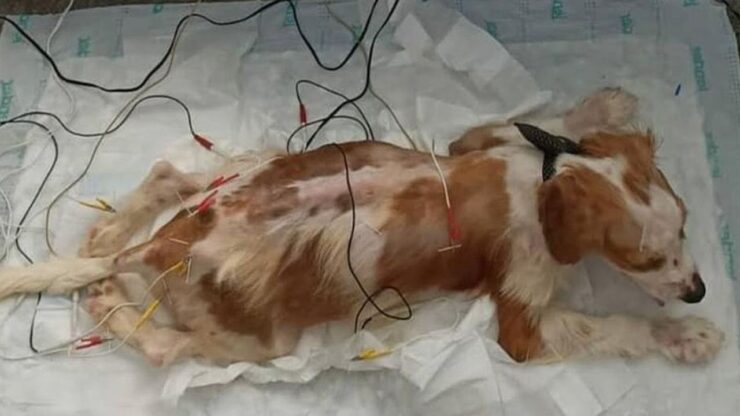 Cagnolina al pronto soccorso