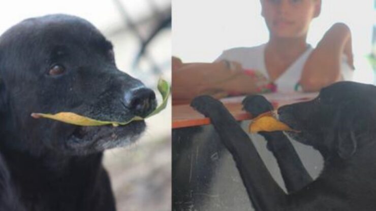 Labrador Retriever paga un biscotto con una foglia