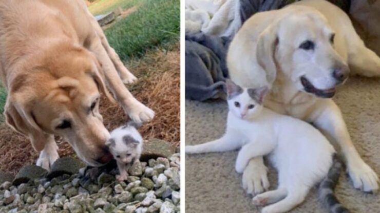 Labrador si prende cura di un gattino randagio