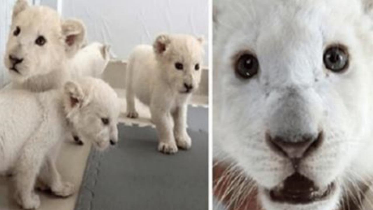 Leone bianco: nascono 4 cuccioli