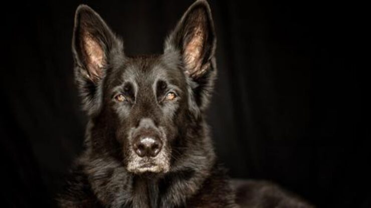 lycan shepherd in foto