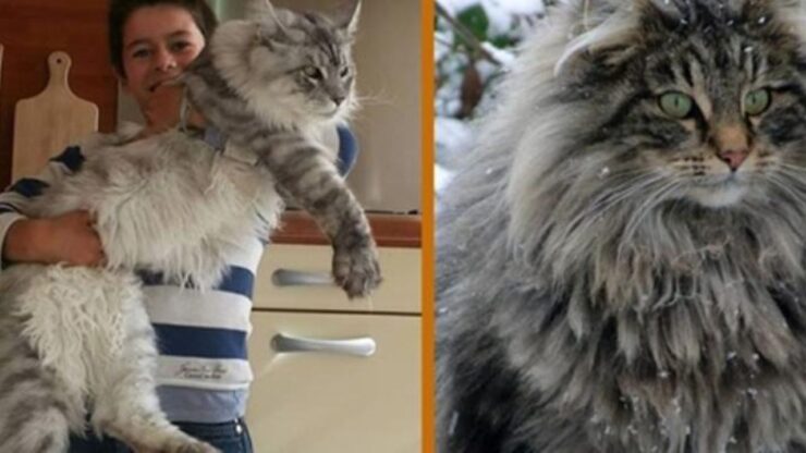 Maine Coon con la padrona