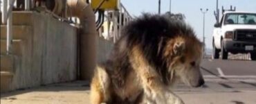 un cane di nome Mufasa