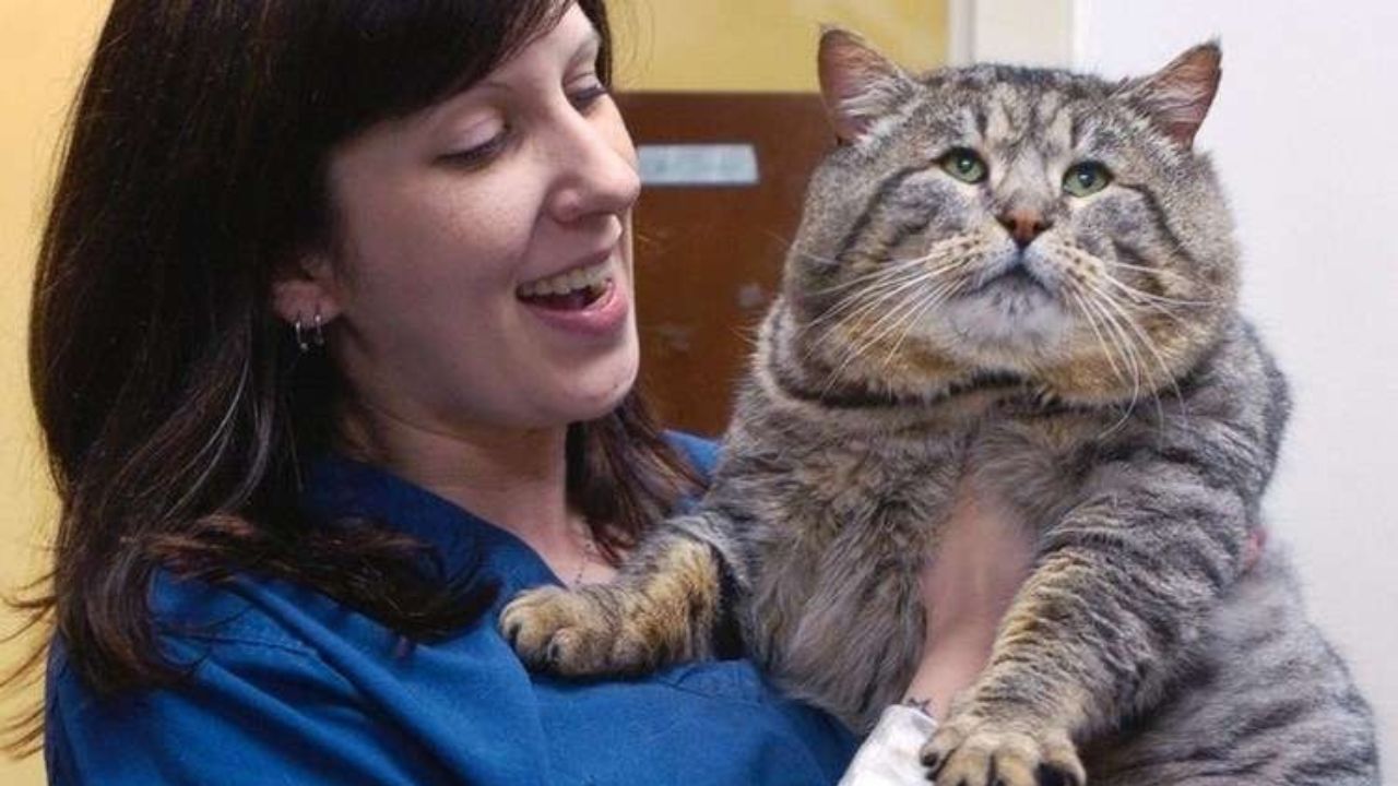 Veterinaria con gatto in braccio