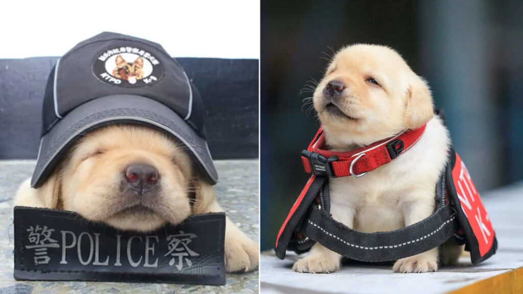 Questi adorabili cuccioli sono nuove reclute 