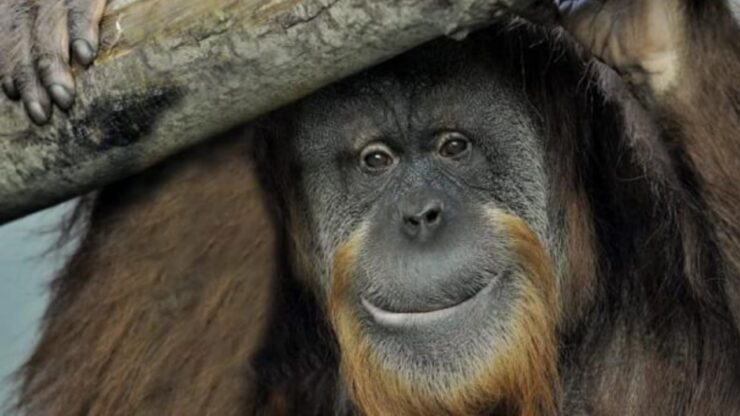 Orango muore a 37 anni al Bioparco di Roma