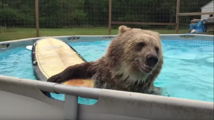 Orso Grizzly si tuffa in piscina