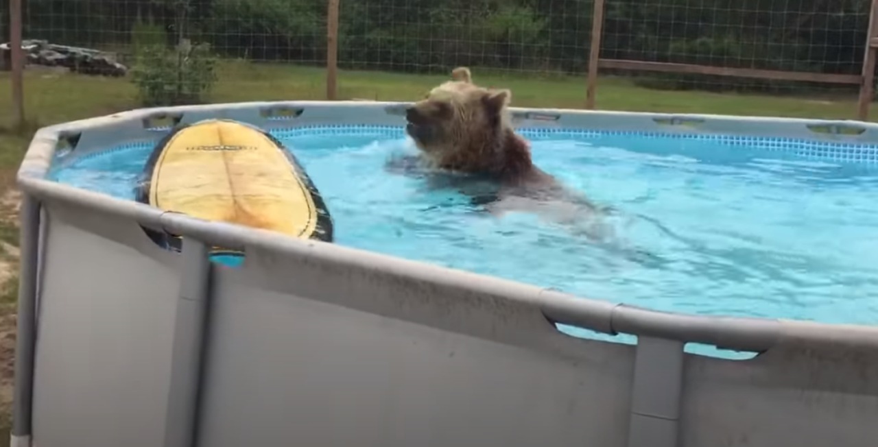 Orso Grizzly si tuffa in piscina