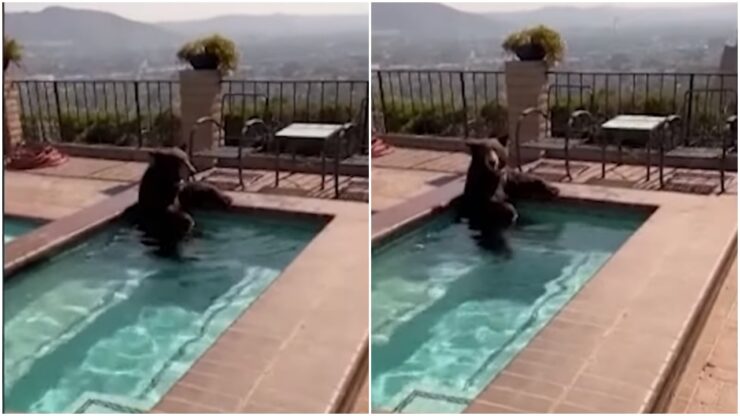 Orso in una vasca idromassaggio