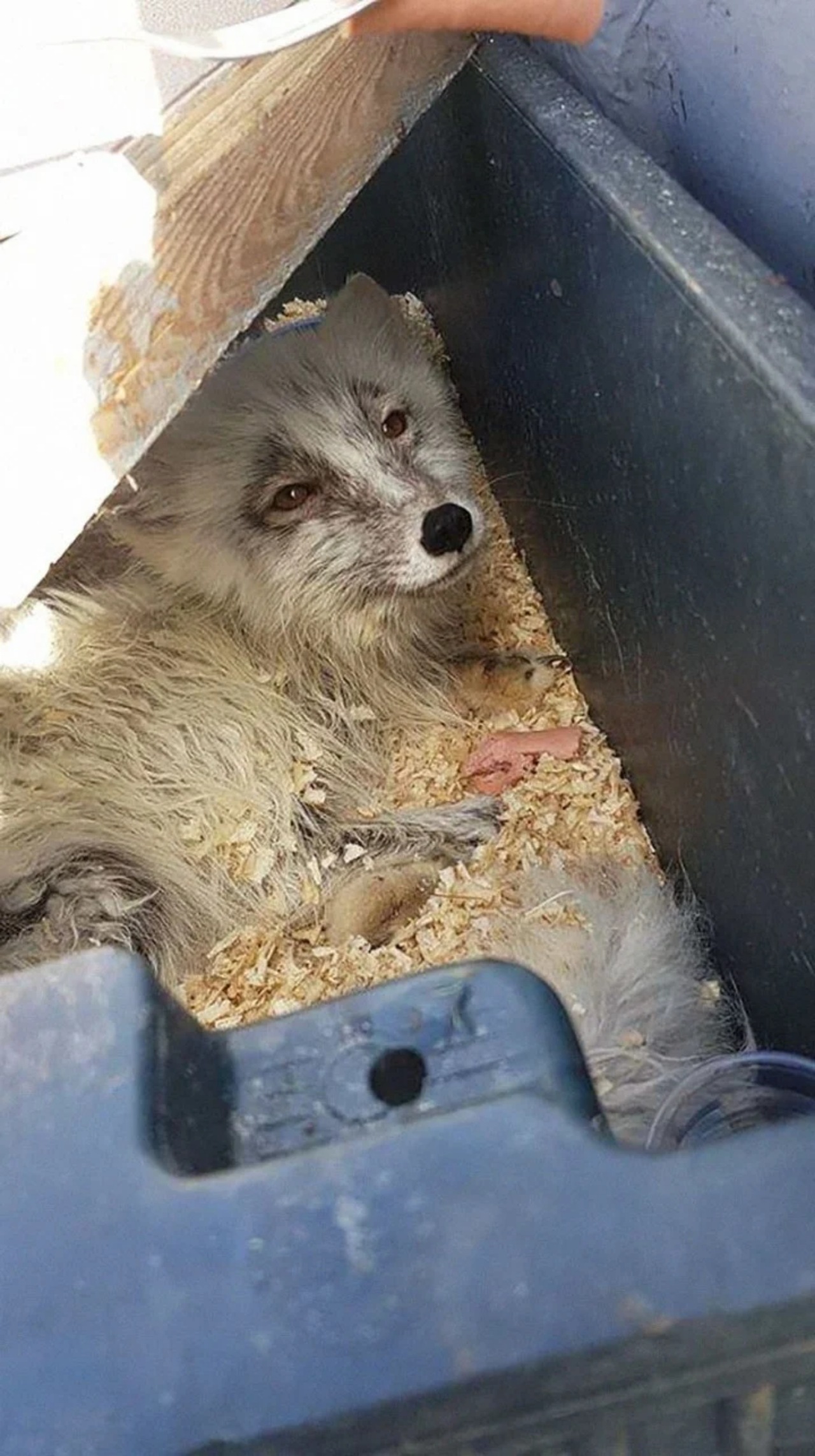 Pescatori avvistano un animale su una lastra di ghiaccio