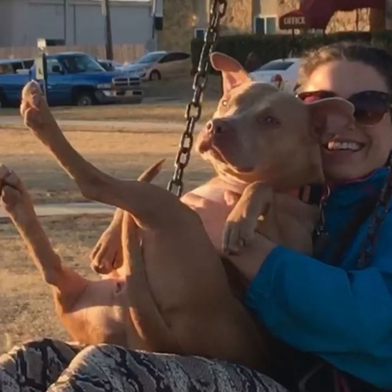 Pitbull investito da un'auto in corsa