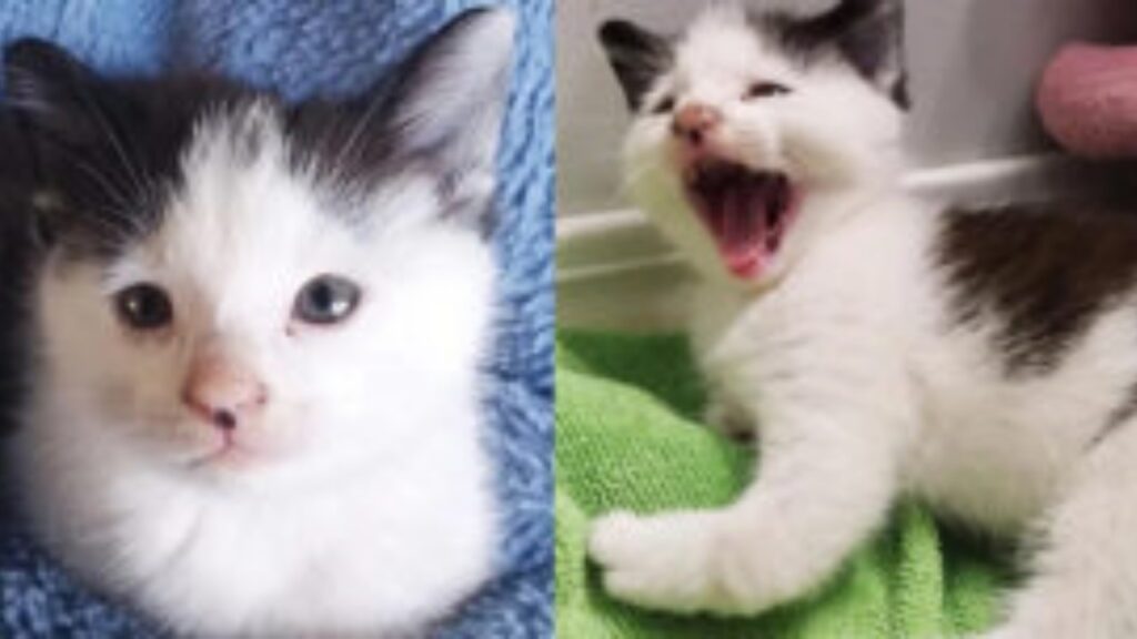 Questo piccolo gattino è nato con delle deformazioni