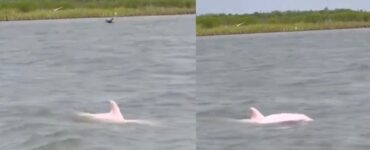 Delfino rosa nell'oceano