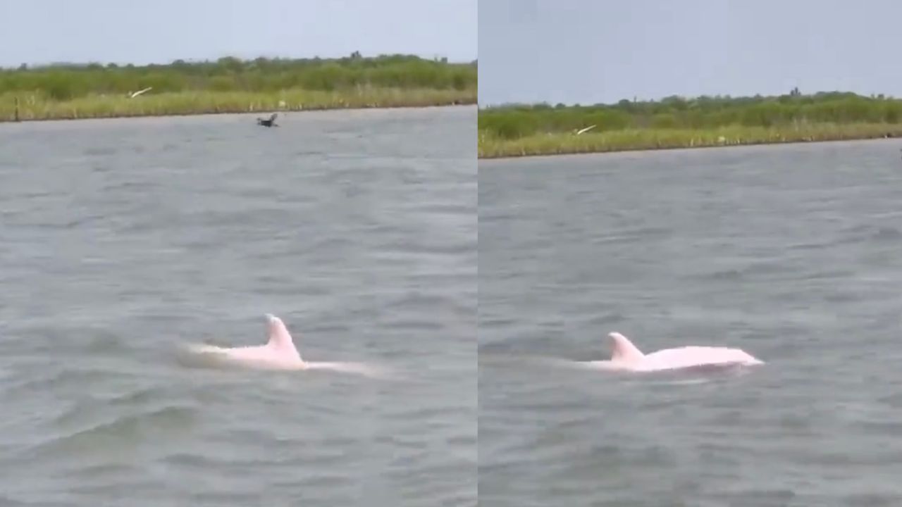 Delfino rosa nell'oceano