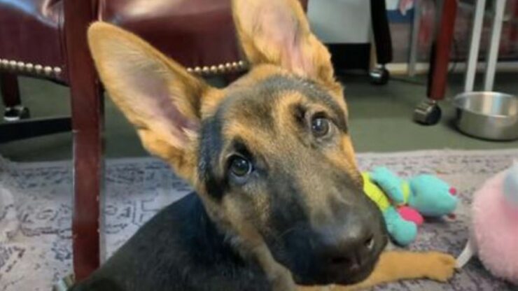 cucciolo di Pastore Tedesco