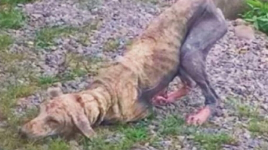 Questa povera cagnolina è affetta da Scabbia demodex 