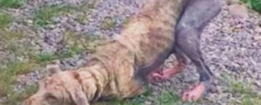 Questa povera cagnolina è affetta da Scabbia demodex