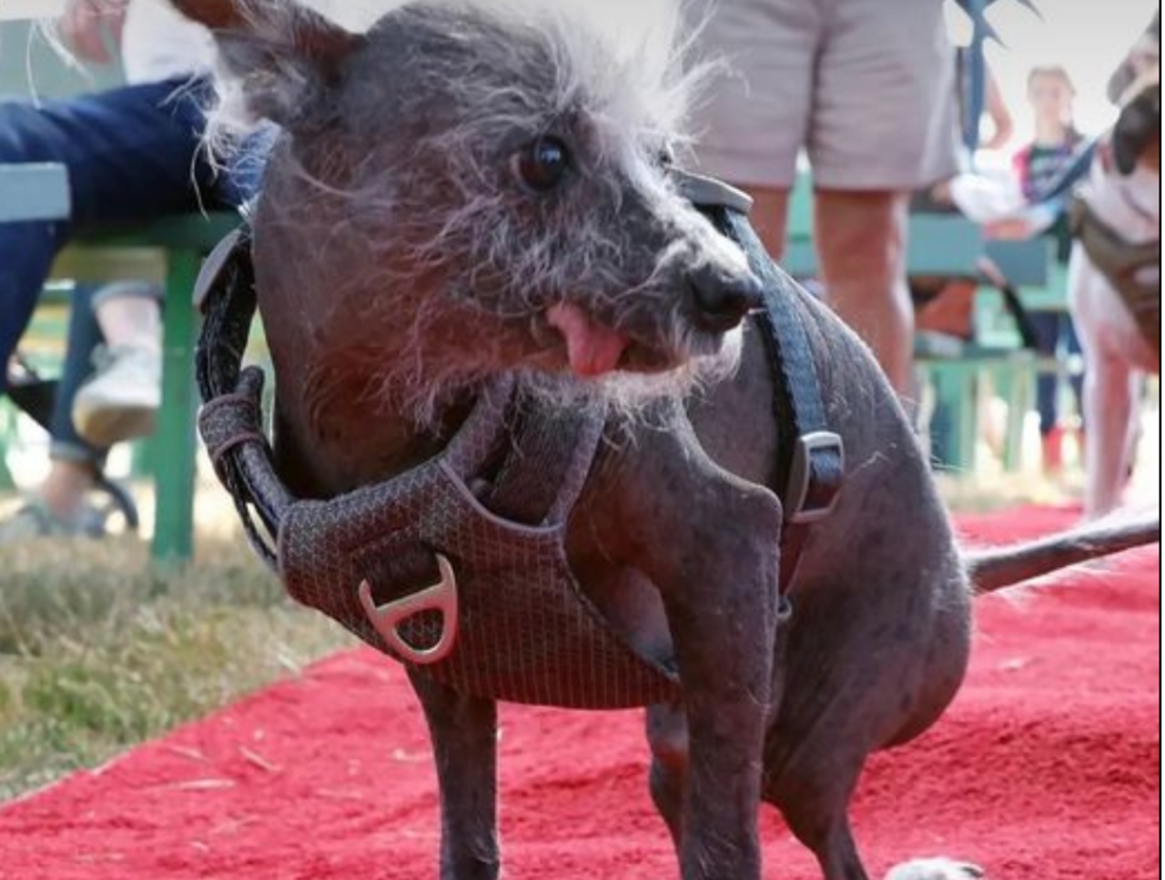 cagnolino vince pettorina