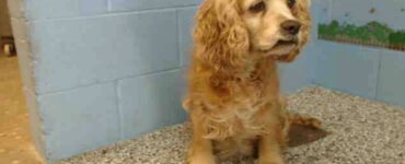 famiglia scarica cagnolino
