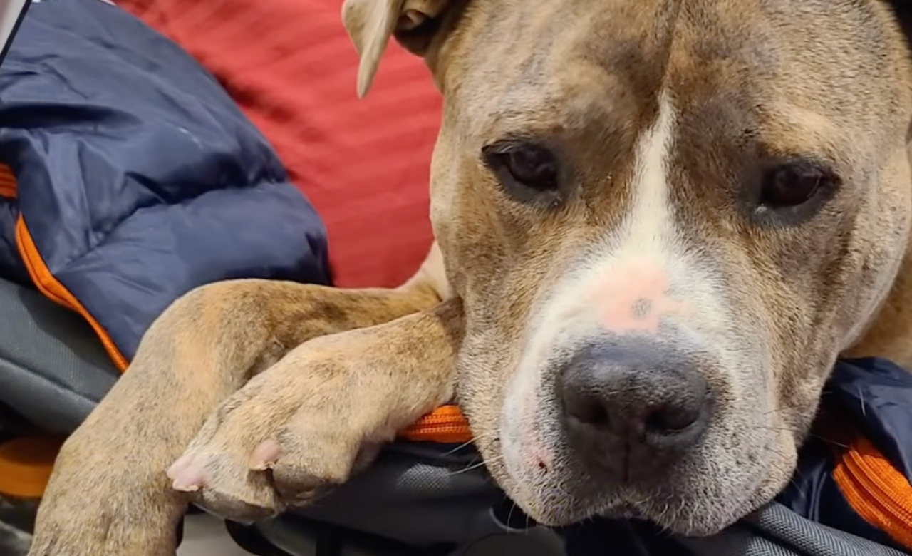 cane abbandonato nuova vita