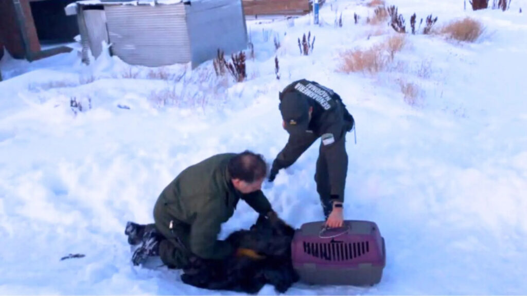 Un’aquila reale è rimasta sepolta dalla neve 