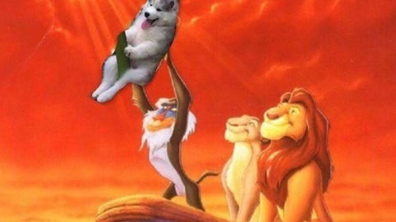 Siberian Husky ne Il re leone