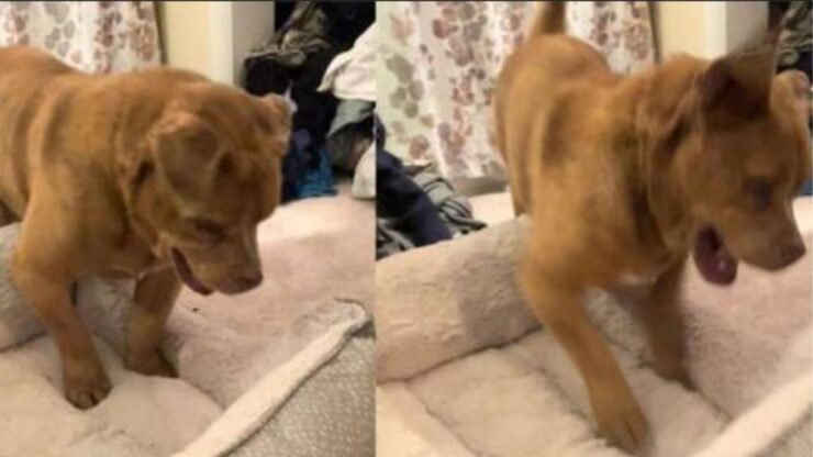 un cagnolino di nome Stevie
