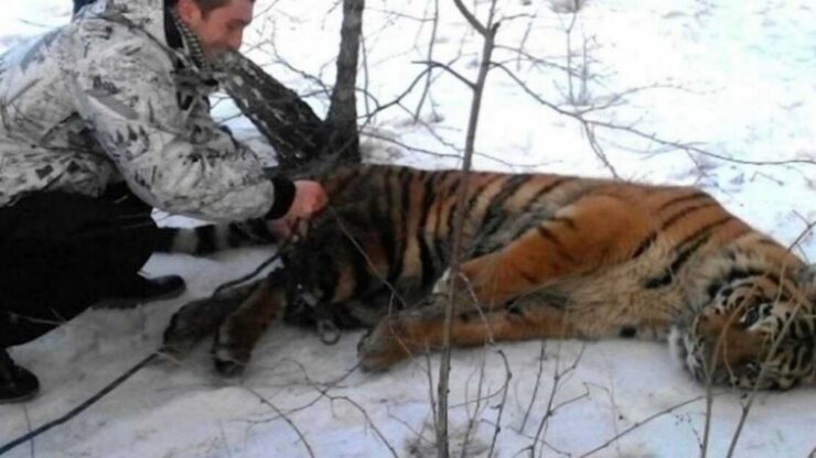 Tigre con un cappio al collo si lascia curare da un uomo