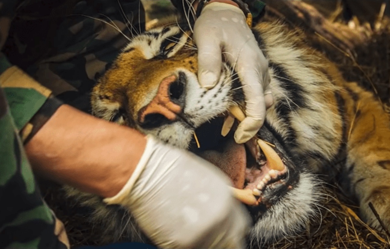 Tigre con un cappio al collo si lascia curare da un uomo